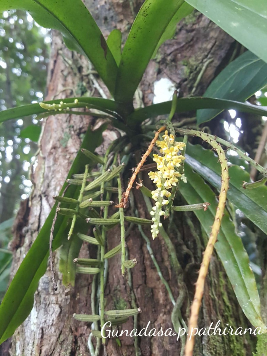 Pomatocalpa decipiens (Lindl.) J.J.Sm.